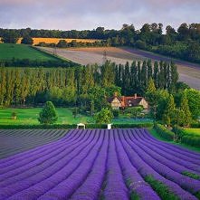 Podobno gdzieś w Anglii <3