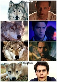 wolf :D