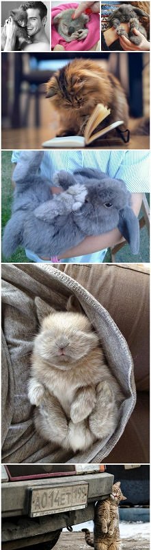 <3 zwierzęta sa cudowne