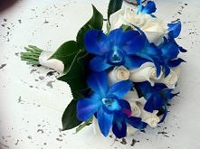 blue orchid