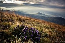 Bieszczady-Poranek oglądany z Tarnicy