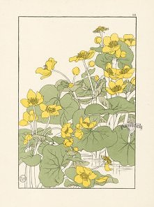 Foord Decorative Flower Stu...