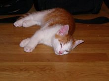 Kotecek Tofula drakula