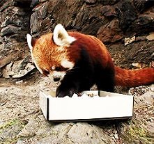 Sushi time :)