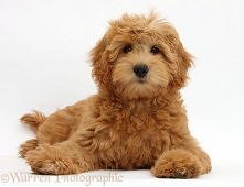 Goldendoodle :)