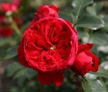 Róża Florentina-PNĄCA