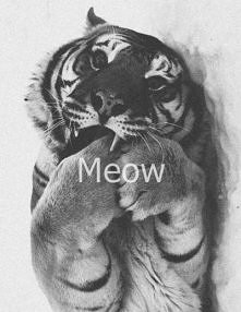 Meow <3