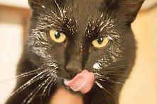 jaki słodziak :* on się nie musi odchudzać i wcina serek :P