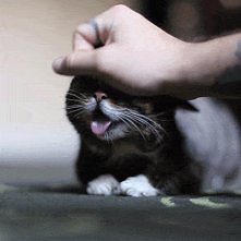 Meow :3 gif.