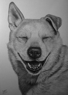 Dingo, piesek ze schroniska...