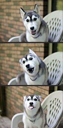husky <3