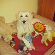 Moja Ifi :)) z zabawkami, d...