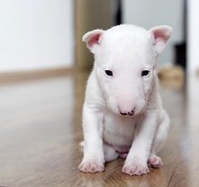 mój , już mój ♥ slodkaa psi...