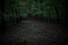 Here in the forest dark and...