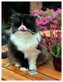 Czy Wy też zamykacie oczy, tak jak nasz Gizmo, kiedy wkładacie język do nosa?  :)