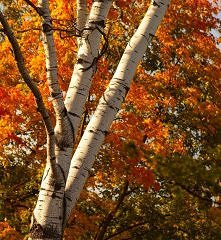 Złota polska jesień