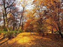 Złota polska jesień