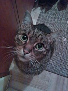 maślane oczyska..:)