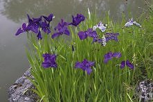 kosaciec mieczolistny