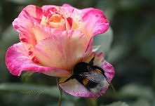 słodki sen trzmiela