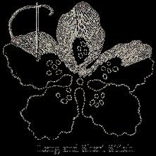 The Kensington Stitch