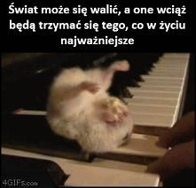 #6 powód dla którego chomiki powinny być twoimi autorytetami :D