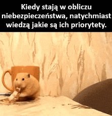 #7 powód dla którego chomiki powinny być twoimi autorytetami :D
