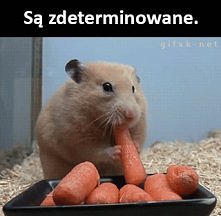 #8 powód dla którego chomiki powinny być twoimi autorytetami :D