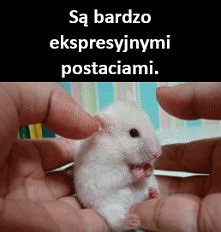#10 powód dla którego chomiki powinny być twoimi autorytetami :D