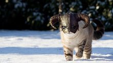 Skyrim Cat! :D