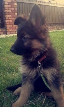 moja psinka najslodsza 4ever ♥