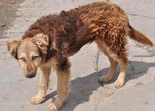 piesek Magik ♥♥♥♥♥♥♥♥♥♥♥♥