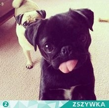 O schowaj ten jenzyczek