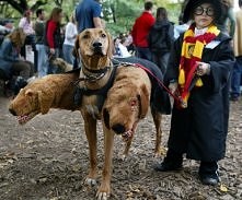 Trojgłowy pieseczek:)