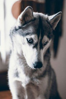 Husky