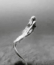 mermaid