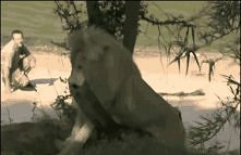 groźny i niebezpieczny król sawanny