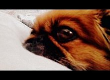 Pekińczyk ♥
Moja maleńka :)