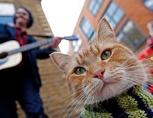 Street Cat Bob