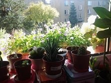 Uwielbiam kwiaty, mam to po...