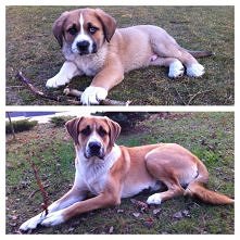 czas szybko mija... Franco w marcu 2014 i dzis w listopadzie 2014 :)