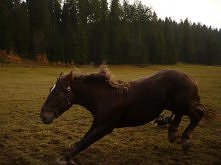 awaryjne hamowanie :D