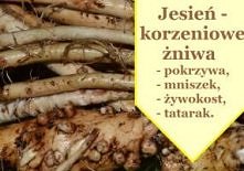 Jesień to pora roku w której można zbierać korzenie lub inne podziemne części roślin.

Substancje odżywcze, które przesyłały do nich rośliny w trakcie lata, posiadają obecnie na...
