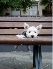 uroczy piesek utknął w ławce