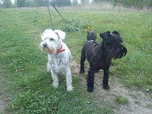 sznaucerki miniaturowe