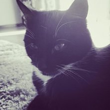 koteczek znowu chory :/