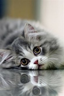 Jestem bezbronnym kotkiem k...