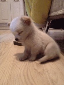 gif cute dog