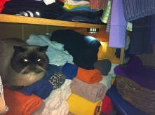 uparty kotek, siedzi na ręcznikach, chociaż po prawej ma swój koszyczek. Potem na wszystkim są kocie kłaki!!!