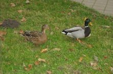 Kaczuszki z Parku Uzdrowiskowego w Nałęczowie.